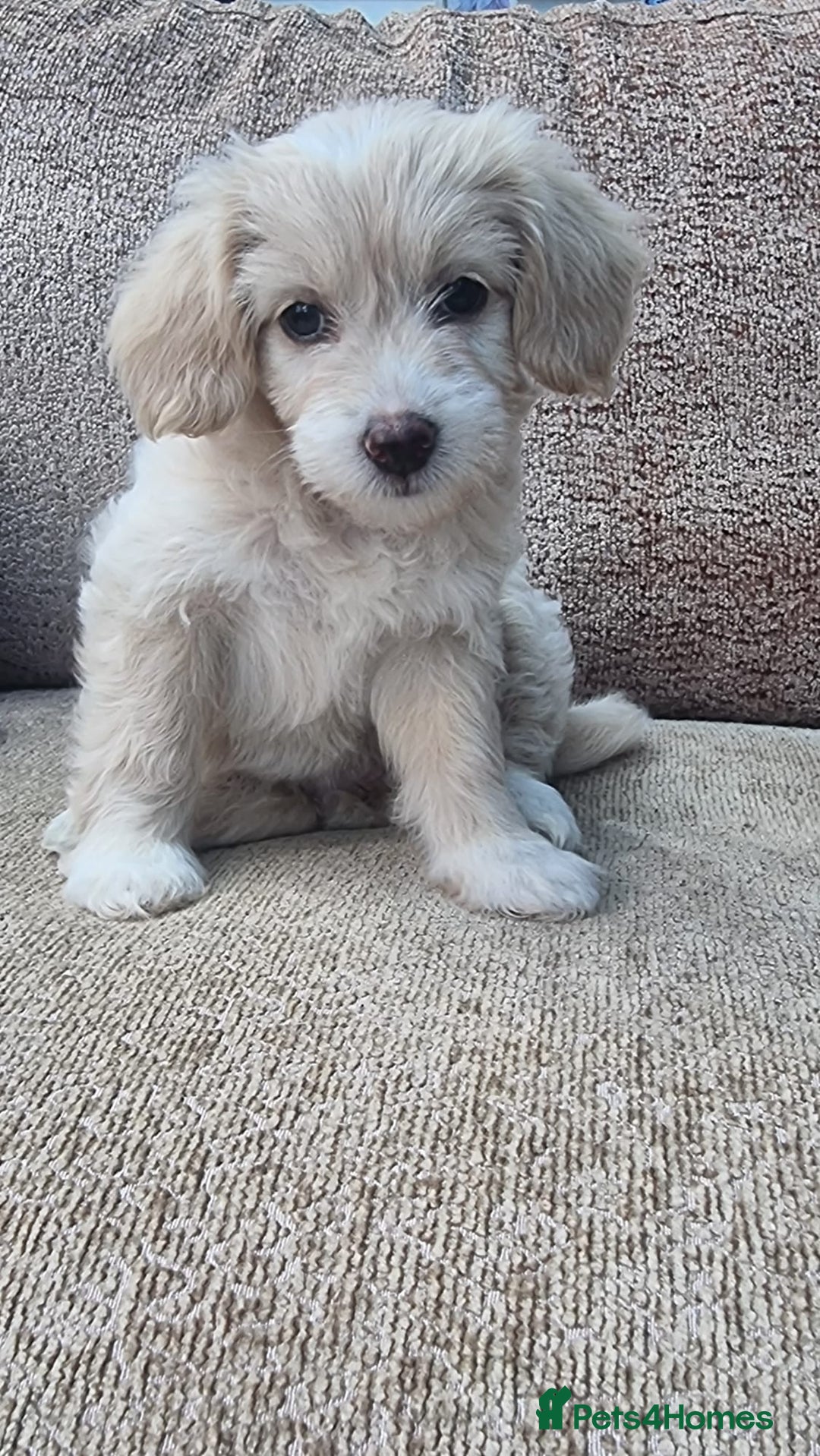 Chinese Crested dogs for sale: 5 beautiful Chinese crested puffs 3 girls 2 boys - Image 12