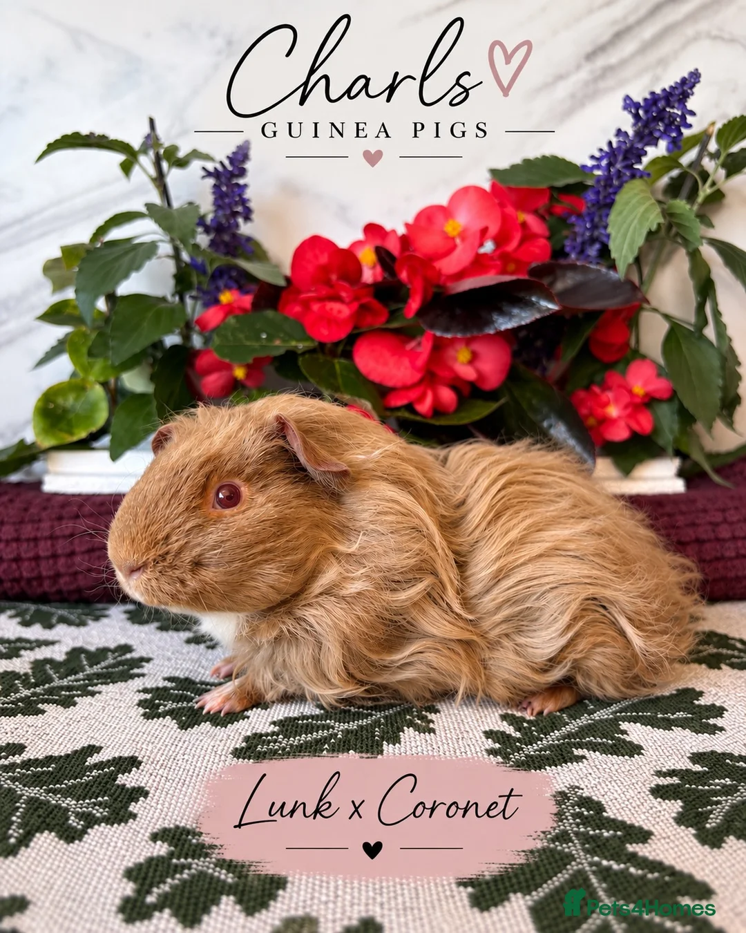 Guinea Pig rodents for sale: Baby boy piggy’s for sale  - Advert 1