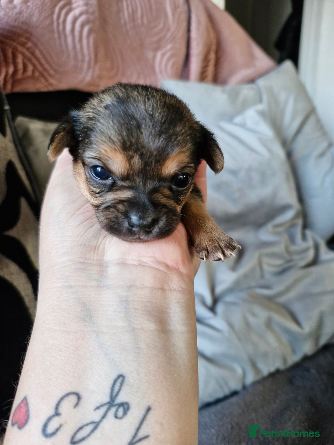 Chorkie dogs for sale: 3 quarter chihuahua 1 quarter yorkie - Image 3