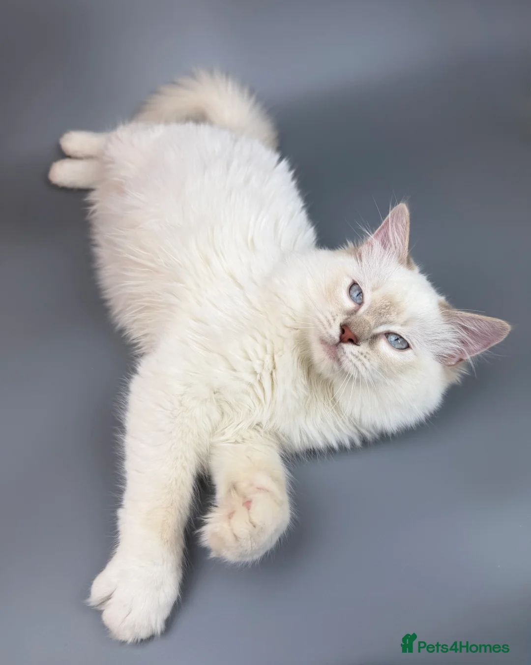 Ragdoll cats for sale: BONDED RAGDOLL BROTHERS - HEALTH TESTED PARENTS - Advert 18