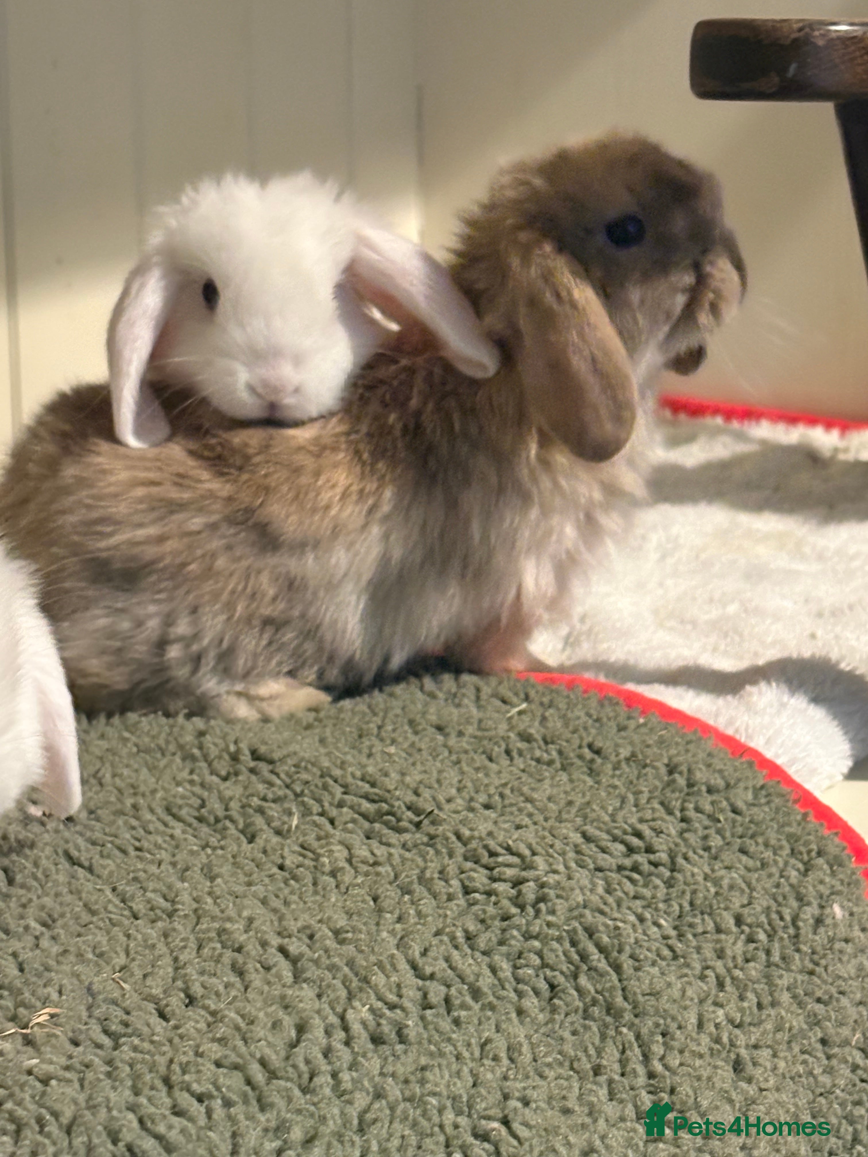 Mini Lop rabbits Vaccinated/raised indoors, mini lops and lion lop  - Advert 15