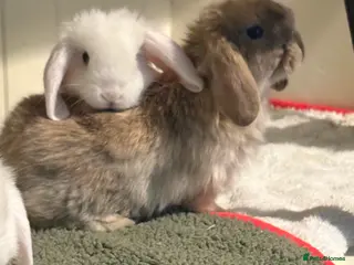 Mini Lop rabbits Vaccinated/raised indoors, mini lops and lion lop - Advert 9