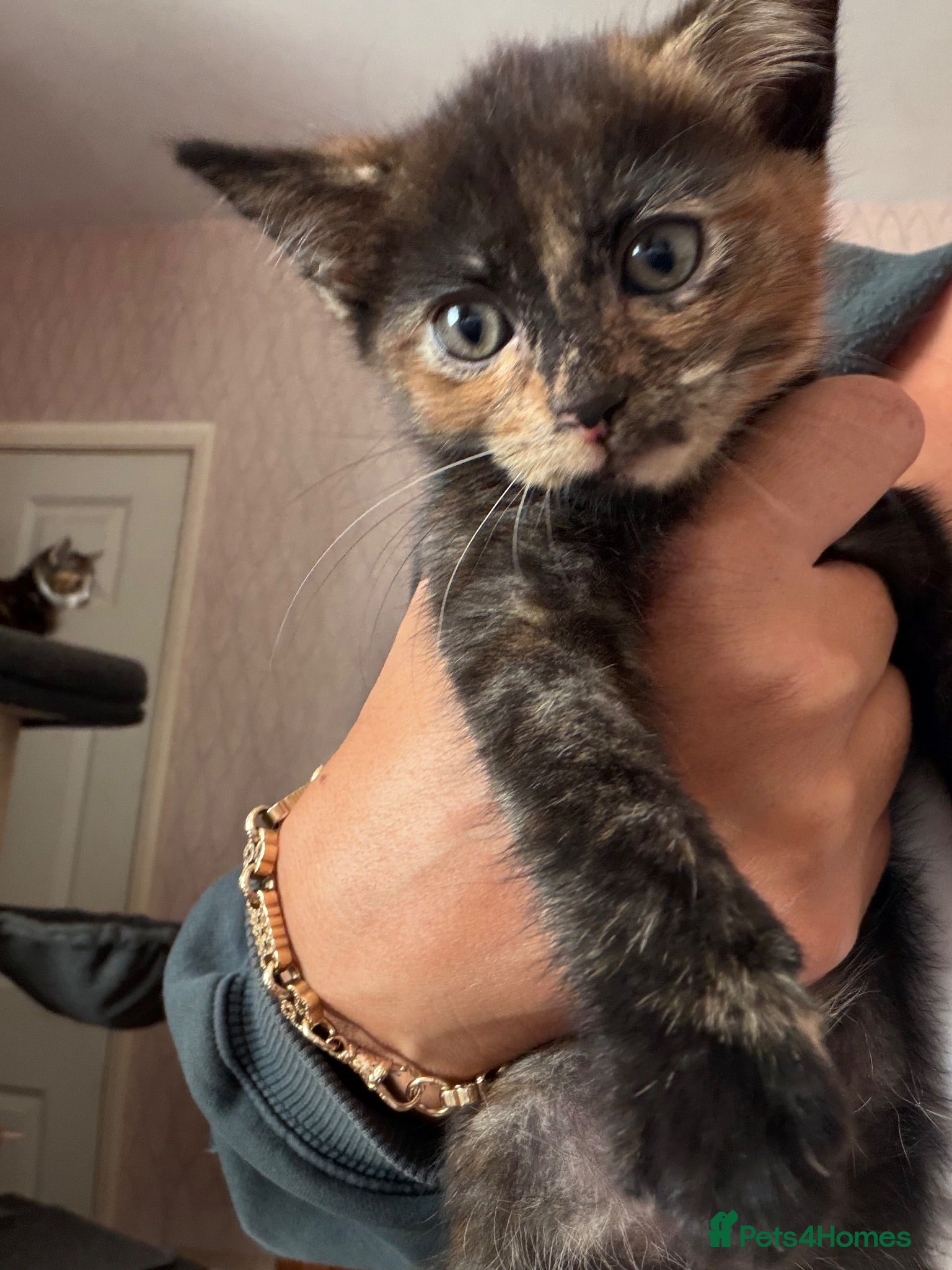 Mixed Breed cats 3 kittens for sale - Advert 10