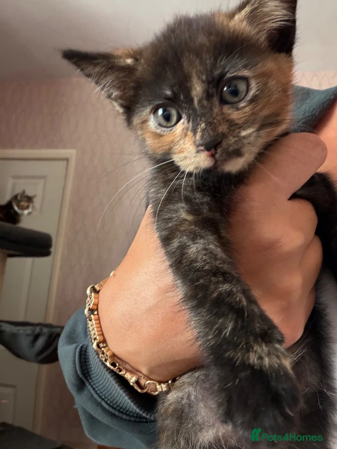 Mixed Breed cats for sale: 3 kittens for sale - Advert 1