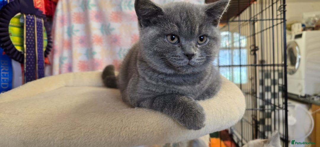 British Shorthair cats for sale: Beautiful full pedigree British  - Image 9