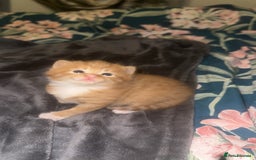 Domestic Shorthair cats for sale: Beautiful kittens - Image 9