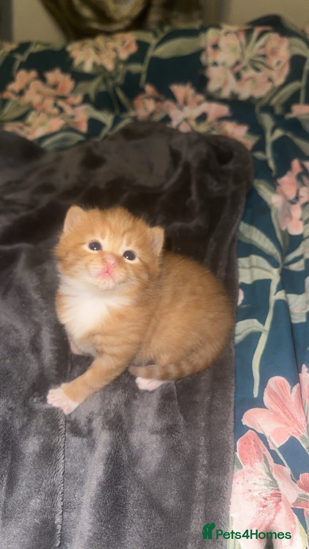 Domestic Shorthair cats for sale: Beautiful kittens - Image 9