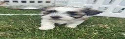 Morkie dogs for sale: RARE TOY Biewer Maltese (BIEWER MORKIE) - Advert 10