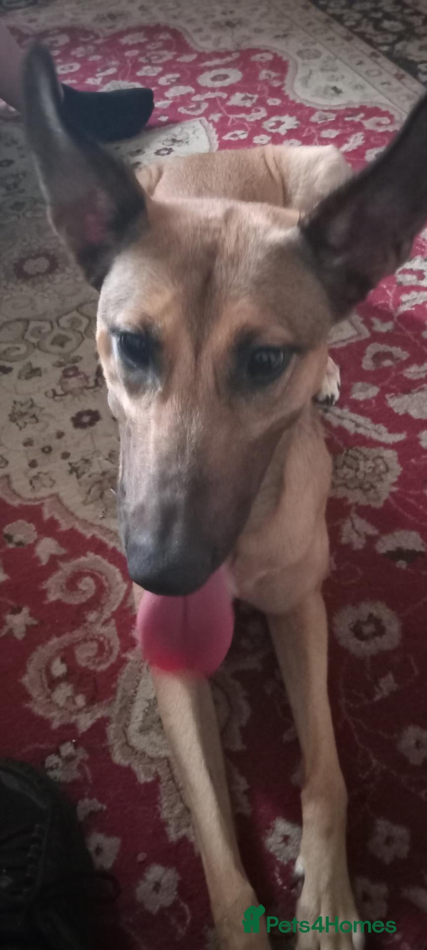 Mixed Breed dogs for sale: Belgium malinois shepherd cross lurcher pups  - Advert 13