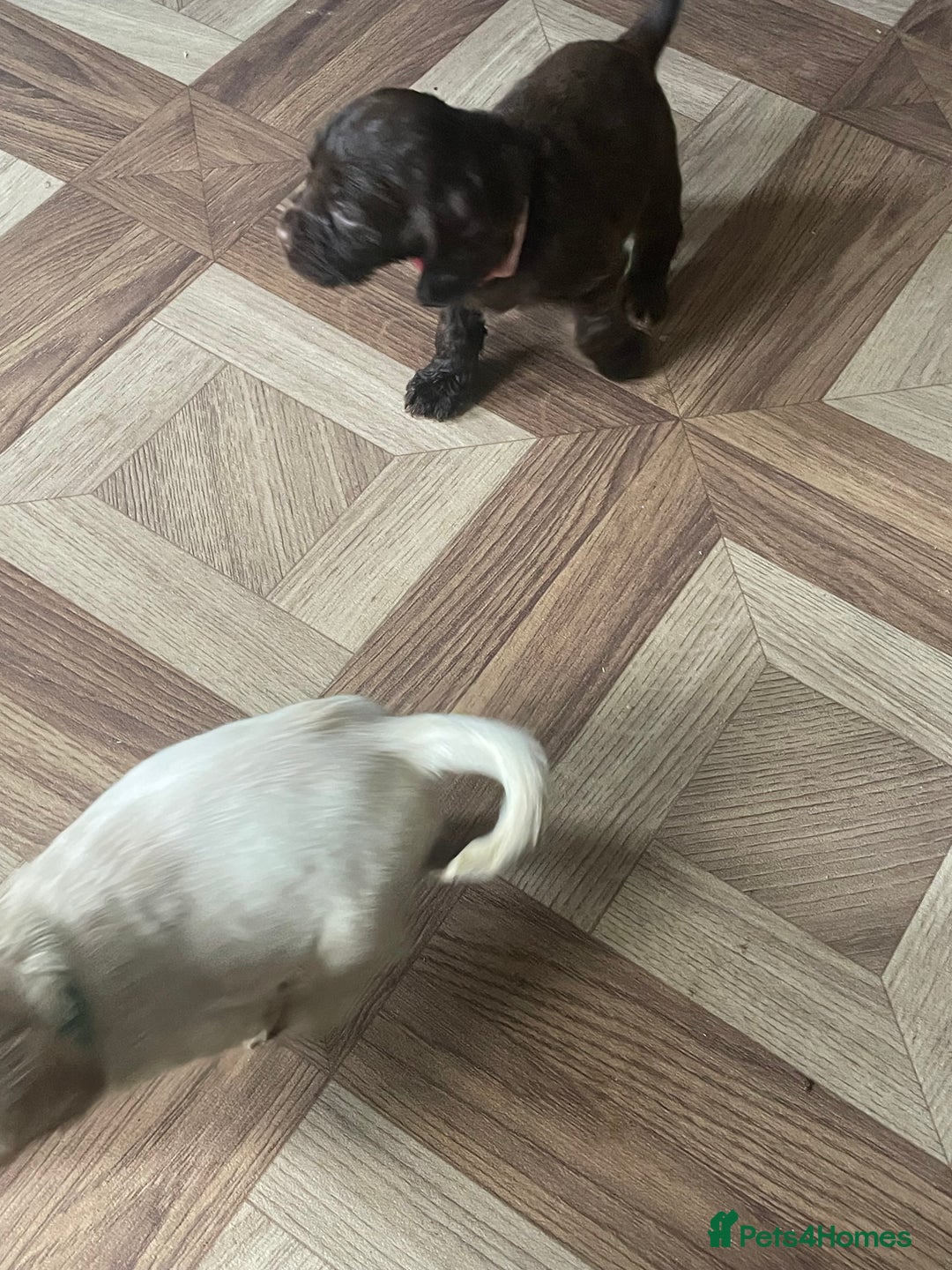 Cocker Spaniel dogs for sale: Cockerspaniel puppys Ready now!!! - Advert 22