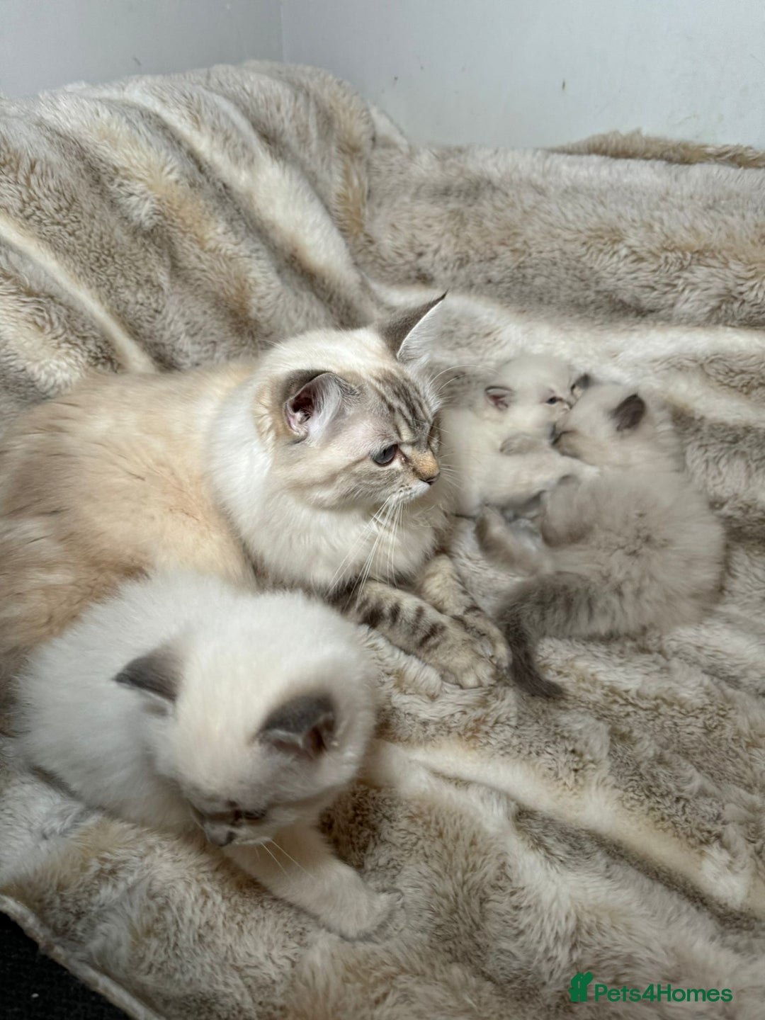 Ragdoll cats for sale: Ragdoll Chunky Boys!  - Advert 1