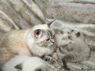 Ragdoll cats Ragdoll Chunky Boys! - Advert 1