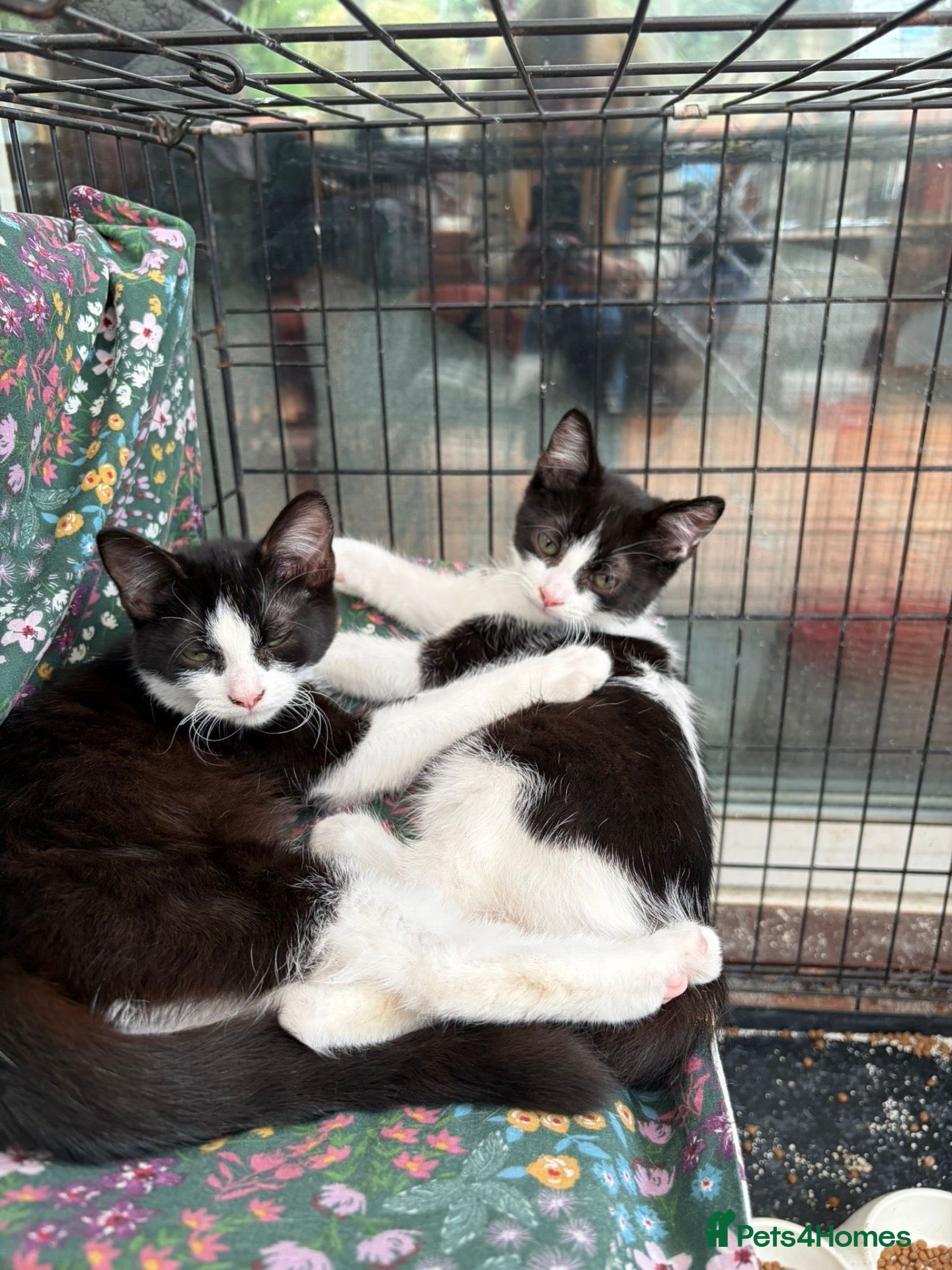 British Shorthair cats Lovely friendly black and white kittens  - Advert 4