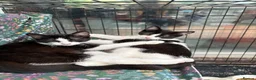 British Shorthair cats for sale: Lovely friendly black and white kittens  - Advert 1