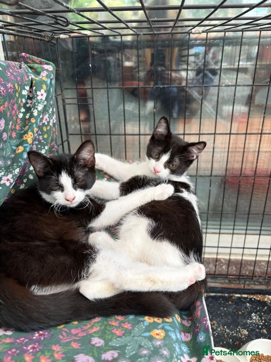 British Shorthair cats for sale: Lovely friendly black and white kittens  - Advert 1