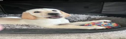 Goldador dogs for sale: Golden retriever 3/4 x 1/4 Labrador puppies in Barnsley - Advert 10