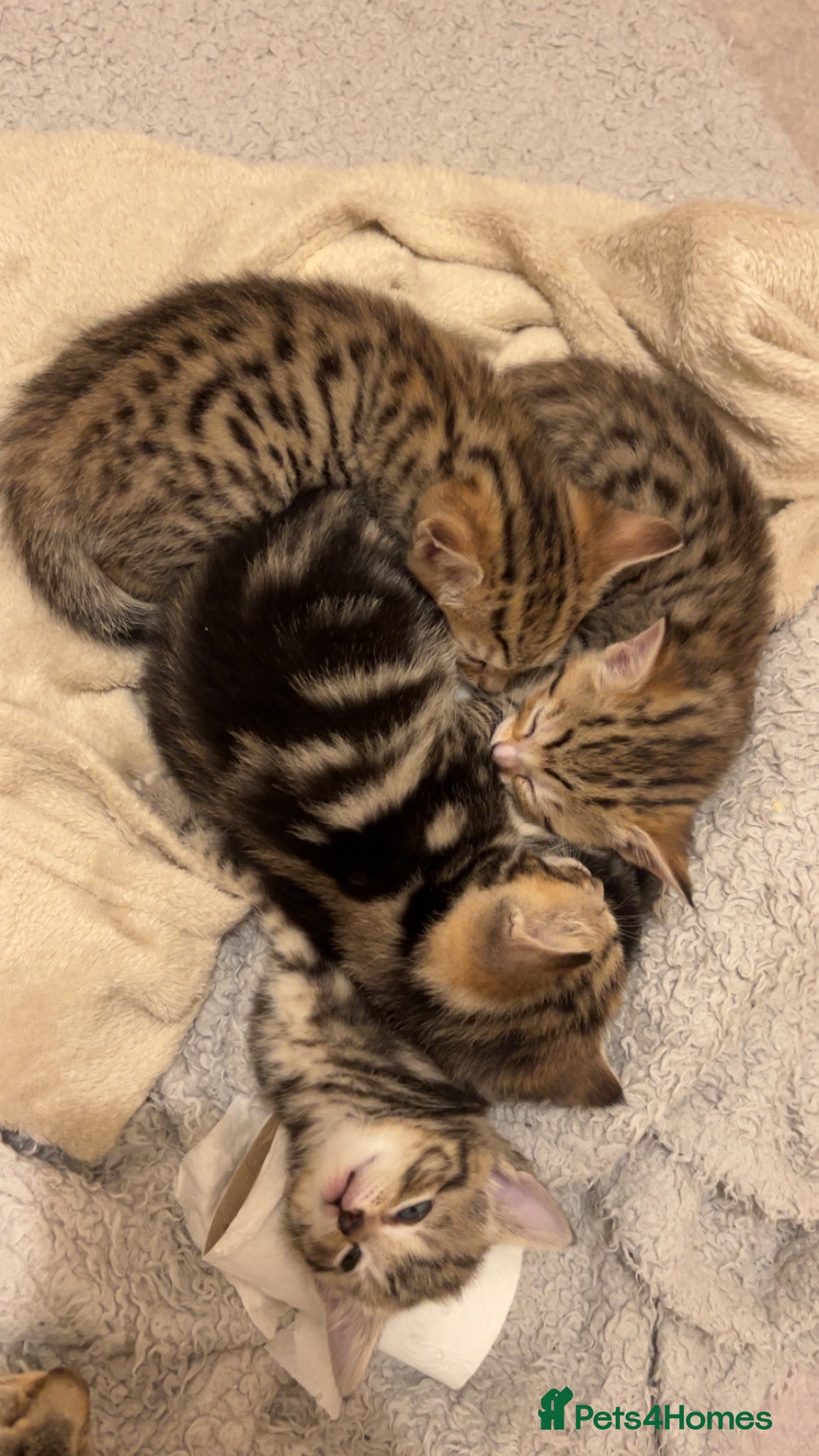 Mixed Breed cats 4 tabby kittens for sale. - Advert 1