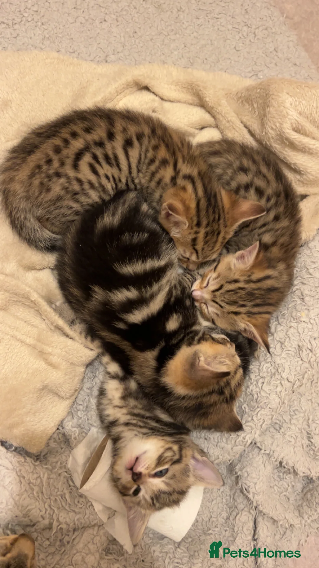Mixed Breed cats for sale: 4 tabby kittens for sale. - Advert 1