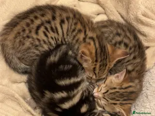 Mixed Breed cats 4 tabby kittens for sale. - Advert 1