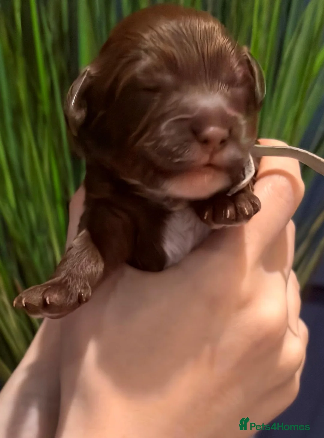 Cockapoo dogs for sale: Cockapoo Puppies - Advert 9