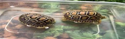 Tortoise reptiles for sale: Leopard Tortoises- babies - Advert 13