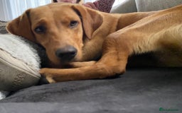 Labrador Retriever dogs for sale: Reluctant sale of KC registered Fox Red Labrador  - Image 4