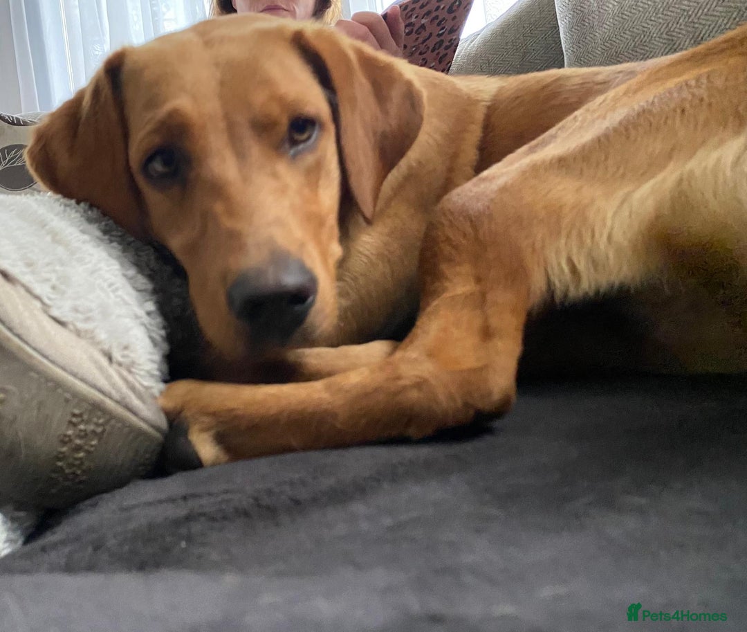 Labrador Retriever dogs for sale: Reluctant sale of KC registered Fox Red Labrador  - Image 4