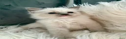 Ragdoll cats for sale: GCCF pedigree ragdolls  - Advert 3