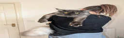 Maine Coon cats for stud: Black smoke registered mainecoon  - Advert 11