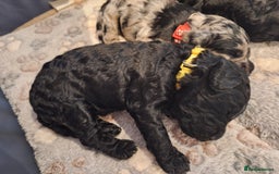 Sproodle dogs for sale: Sproodle Merle puppies  - Image 17