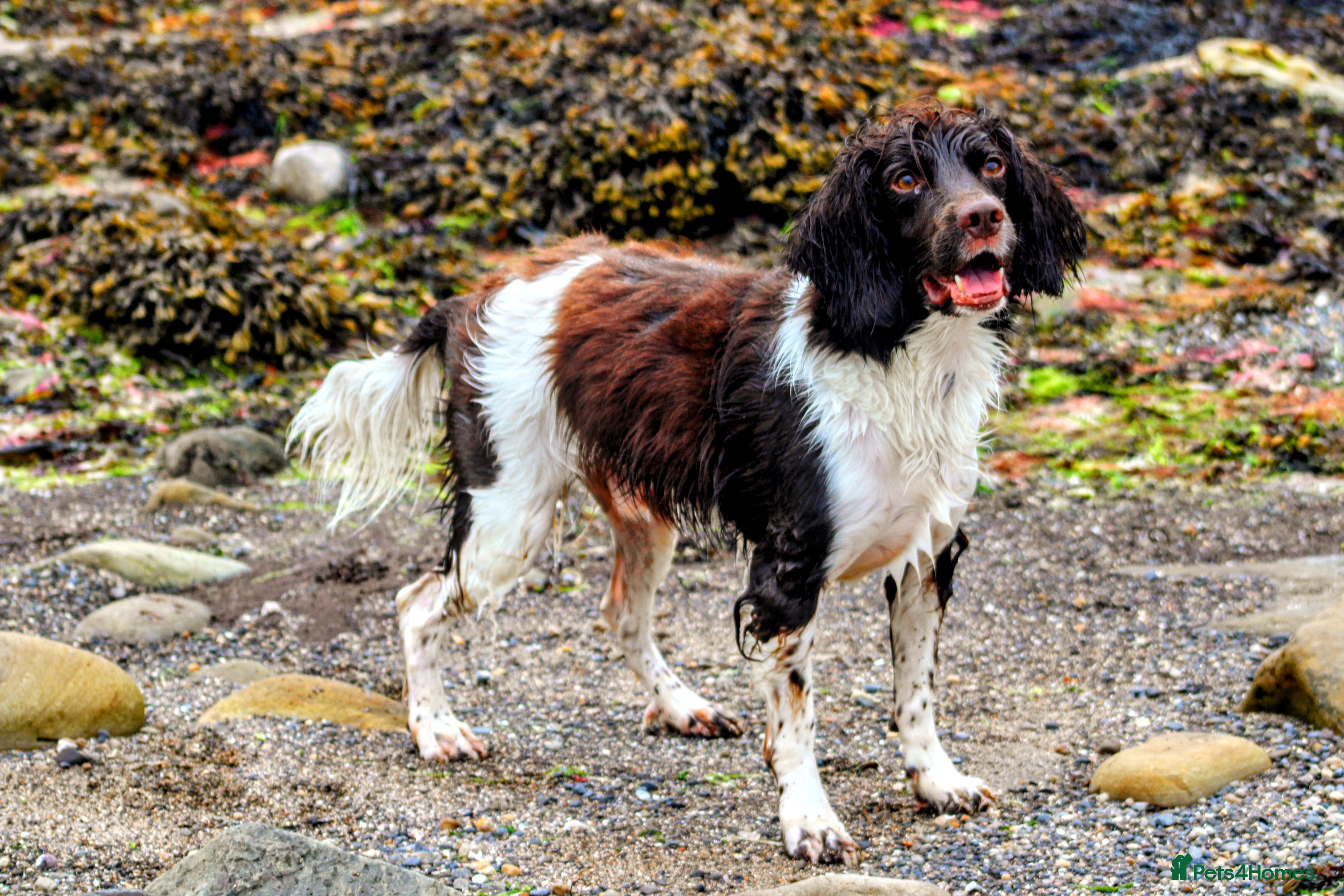English Springer Spaniel dogs Beautiful springer spaniel - Advert 1