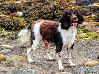 English Springer Spaniel dogs - Advert 10