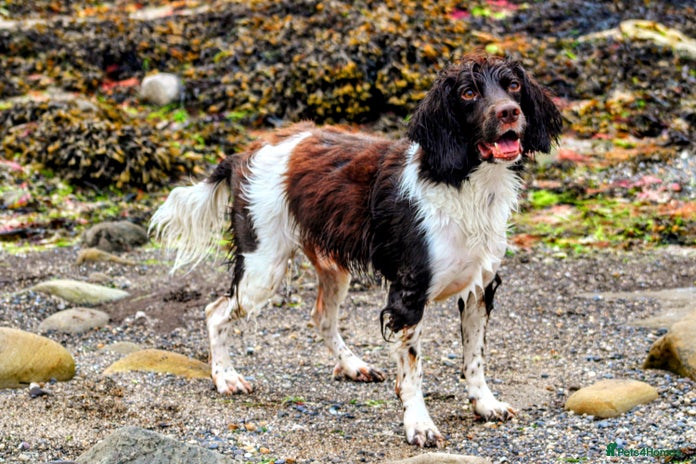 English Springer Spaniel dogs - Advert 8