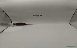 Rat rodents for sale: NOV: 18 Rats For Sale - Advert 4