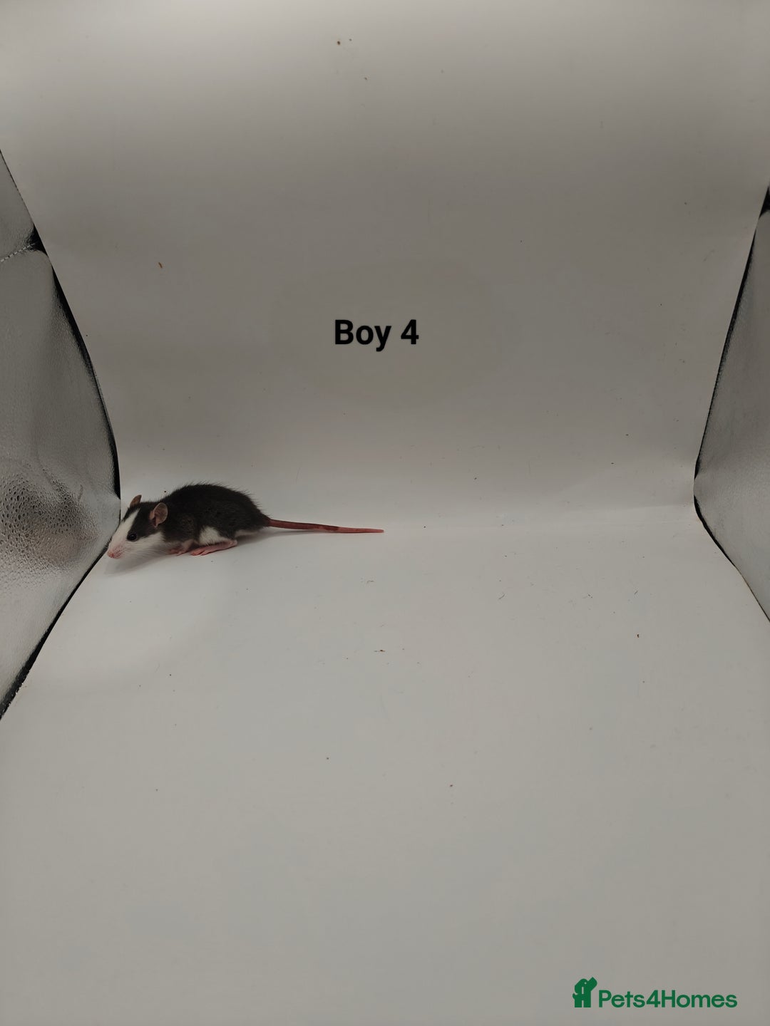 Rat rodents for sale: NOV: 18 Rats For Sale - Advert 4