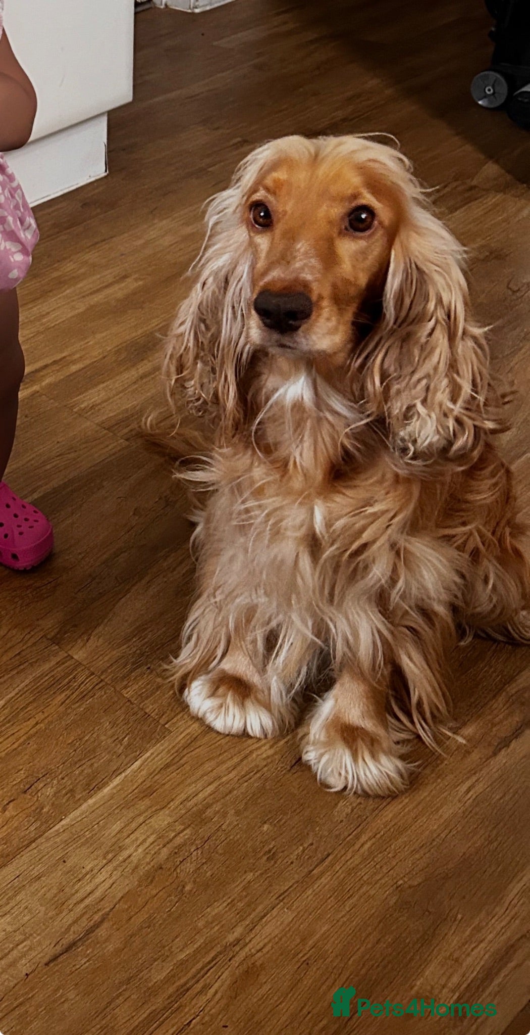 Cocker Spaniel dogs English Show type cocker spaniels  - Advert 1