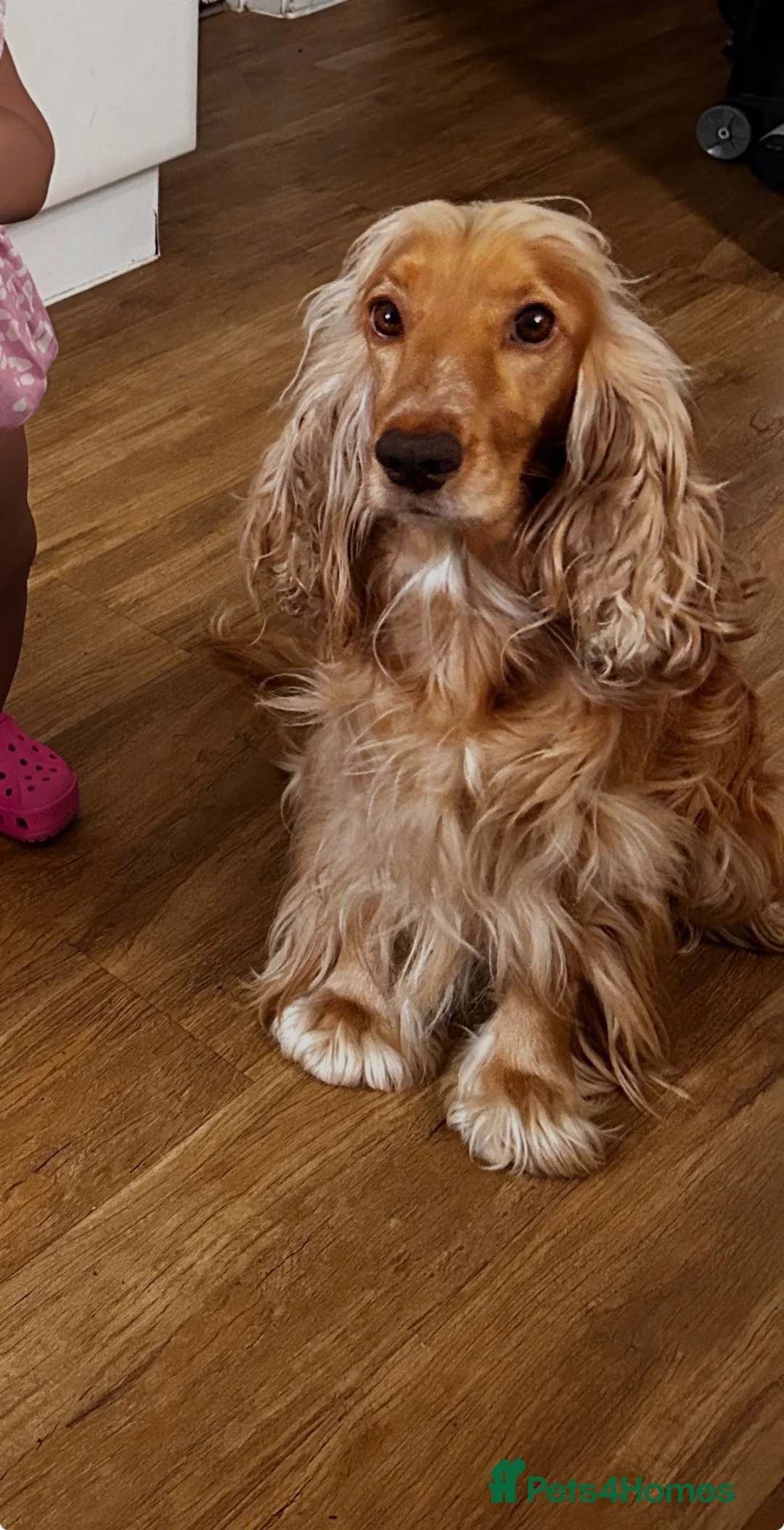Cocker Spaniel dogs for sale: English Show type cocker spaniels  in Peterborough - Advert 1