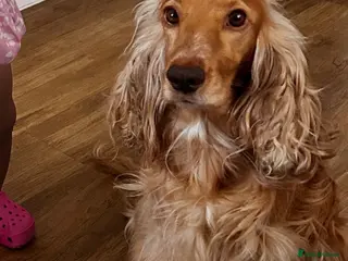 Cocker Spaniel dogs English Show type cocker spaniels - Advert 1