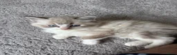 Ragdoll cats for sale: 1 Bicolour 2 seals Ragdoll kittens left - Advert 6