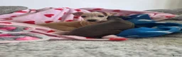Italian Greyhound dogs for sale: KC Italian greyhound puppies 🏡 ready now - Advert 15