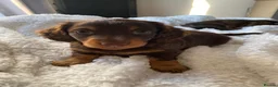 Miniature Dachshund dogs for sale: KC Miniature Dachshunds ready for forever homes - Advert 2