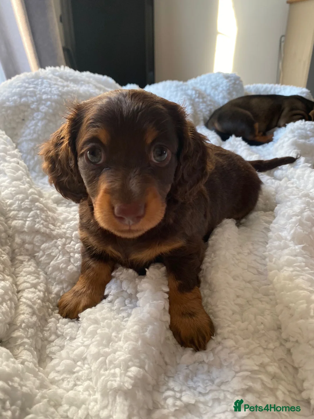 Miniature Dachshund dogs for sale: KC Miniature Dachshunds ready for forever homes - Advert 2