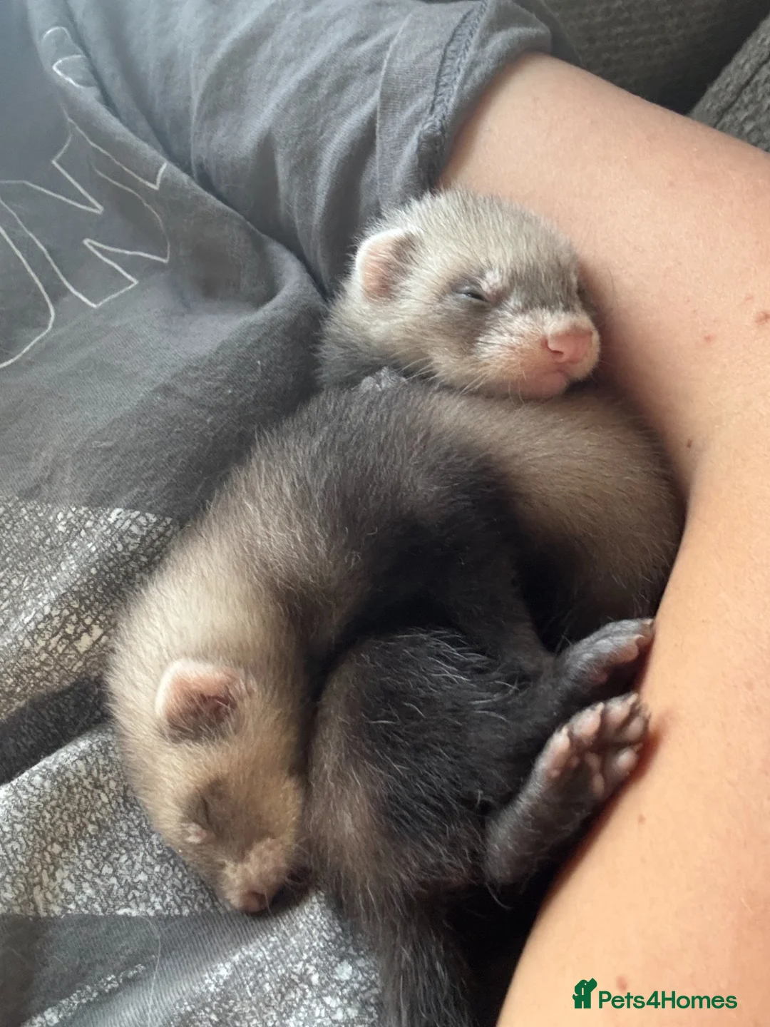 Ferret rodents for sale: Lovely male ferrets - Advert 8