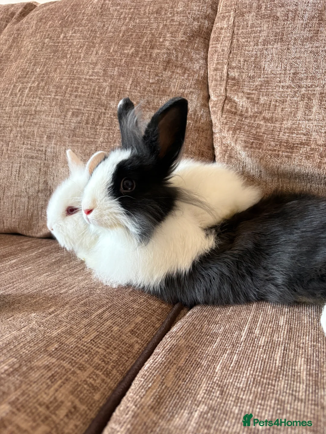 Lionhead rabbits for sale: Pure gorgeous bundles of joy!  - Advert 2