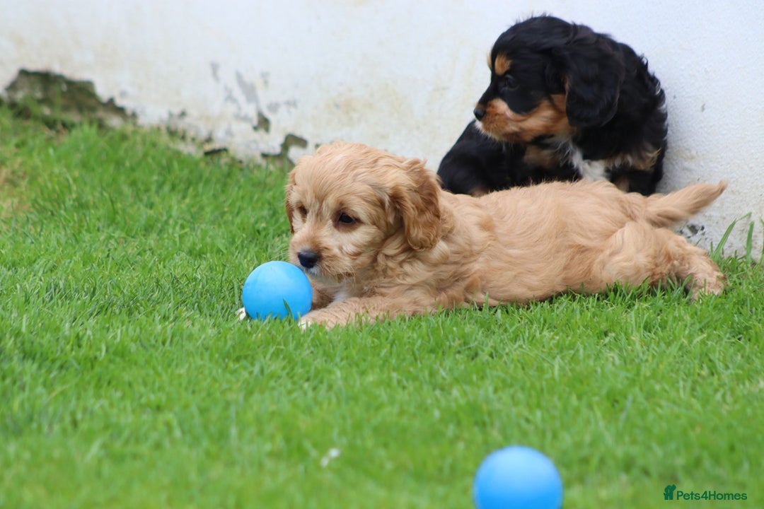 Cavapoo dogs for sale: F1 Cavapoo puppies for sale - Image 23