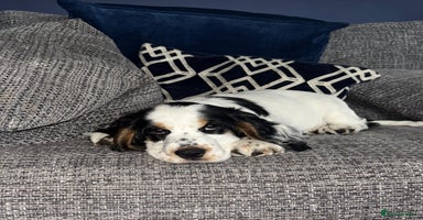 Cocker Spaniel dogs - Advert 8