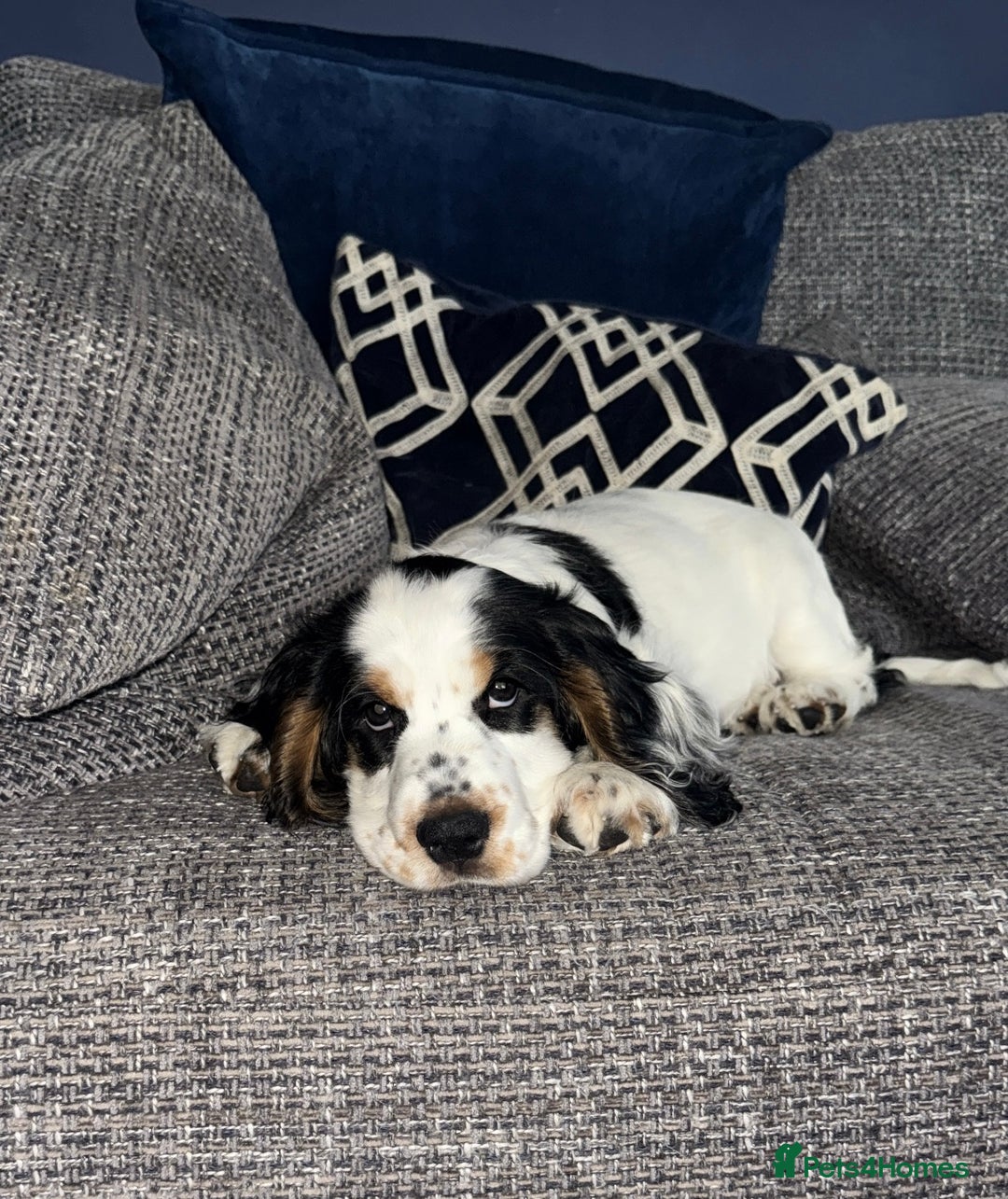 Cocker Spaniel dogs for sale: ✨Ready Now✨KC Reg Show Cocker Spaniel - Image 2