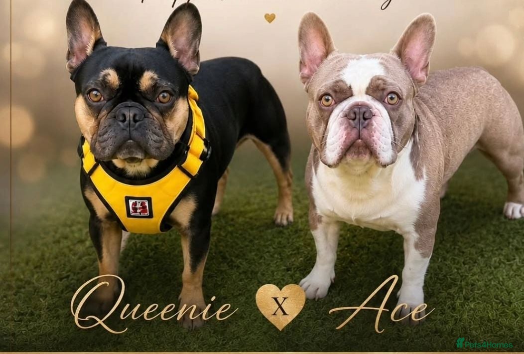 French Bulldog dogs New shade isabella Panda Husky  - Advert 1