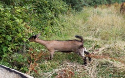 Goats livestock for sale: Rare breed English Grade A female Goats for sale - Image 6