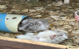 Guinea Pig rodents for sale: Baby Guinea Pigs - Image 2